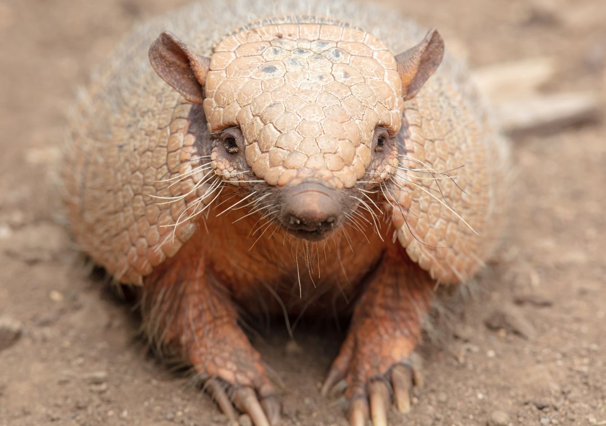 Small Mammal Encounters