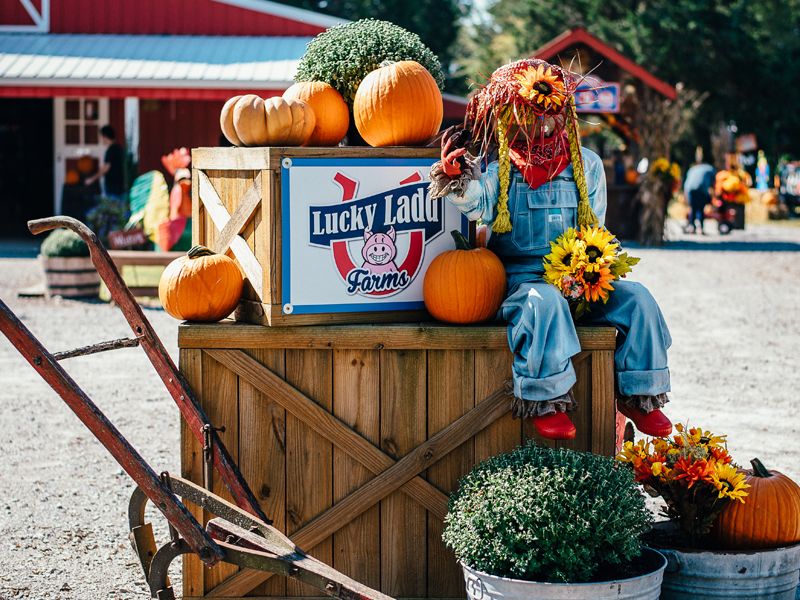 Featured TOP FIVE Best Pumpkin Patches in the South.
