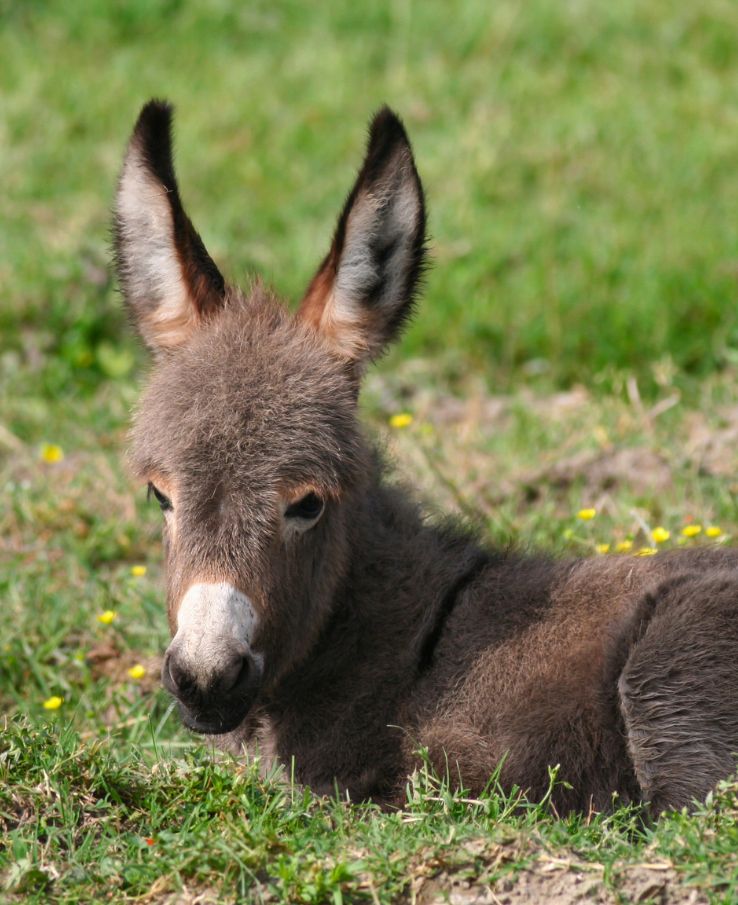 Find adorable donkey foals at Lucky Ladd's Barnyard Baby Animal Bash near Franklin, TN