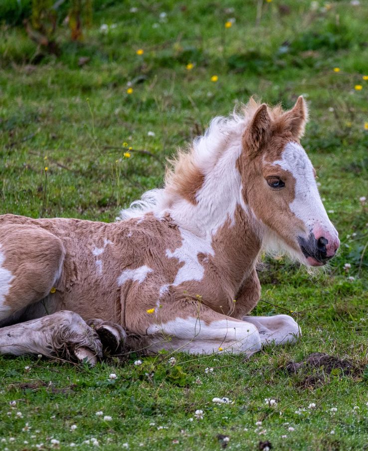 See frolicking minature horse foals at Lucky Ladd's Barnyard Baby Animal Bash near Nashville, TN