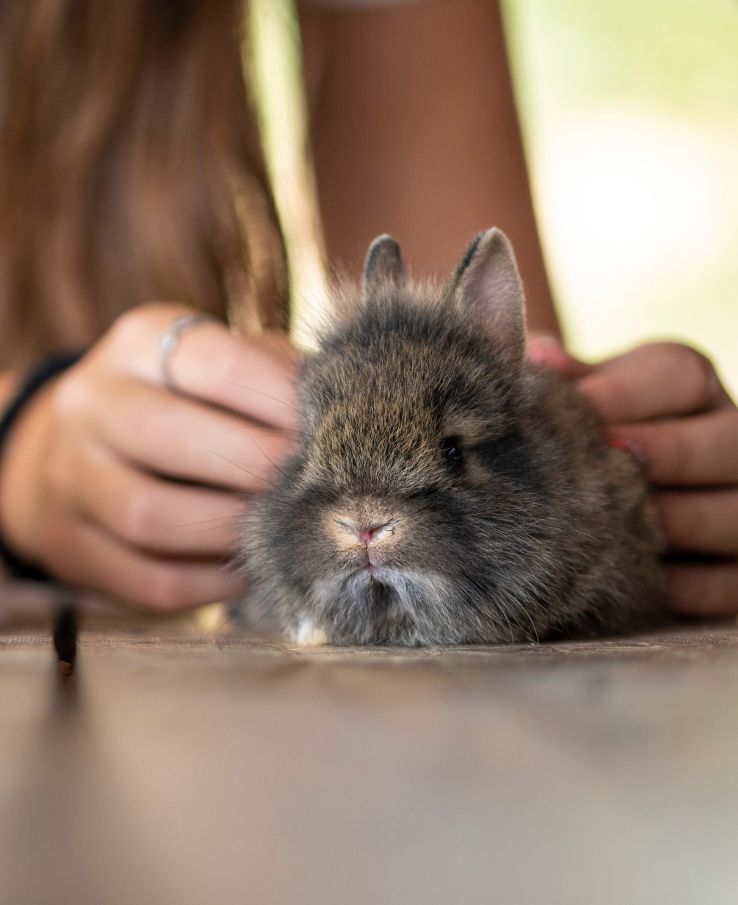 Pet darling bunny kits at Lucky Ladd's Barnyard Baby Animal Bash near Murfreesboro, TN