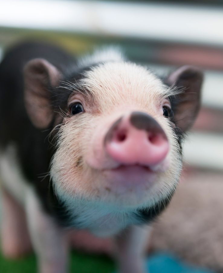 See sweet baby piglets at Lucky Ladd's Barnyard Baby Bash near Nashville, TN