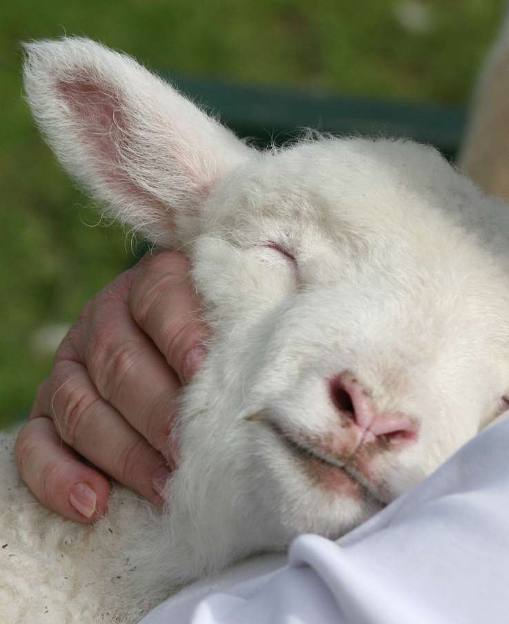 Meet Baby Animals at Lucky Ladd Farms Easter Celebration near Nashville, TN