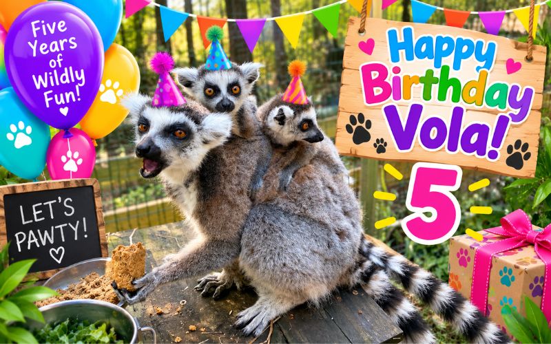 Ring-tail Lemur Lady Vola's 5th Birthday Celebration at Lucky Ladd Farms located near Murfreesboro, Franklin and Nashville, TN