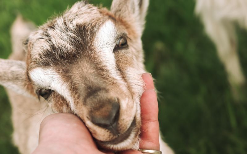 Barnyard Baby Animal Bash - Baby Farm Animal Festival | Murfreesboro, Franklin and Nashville, TN