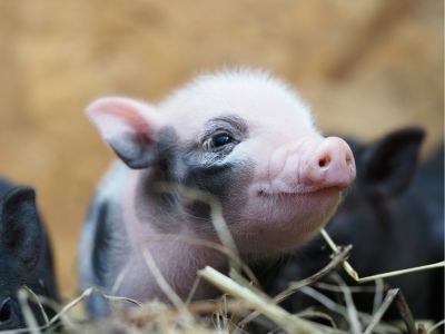 Barnyard Baby Animal Bash - Fun for all ages! Baby Animal Festival at the Farm