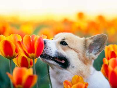 Pups in the Park Day in Tulip Festival