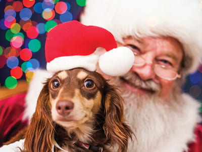 Have your favorite furry friends picture made with Santa near Nashville, Franklin, and Murfreesboro TN! Pup Pictures with Santa