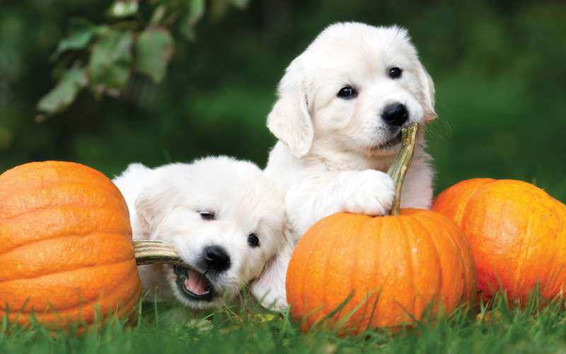 Pups in the Park - Dog Friendly Days at Lucky Ladd Farms located near Murfreesboro, Franklin and Nashville, TN
