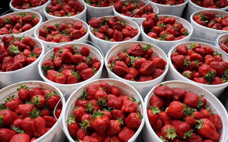 Rutherford County Strawberry Farm located near Murfreesboro, Franklin and Nashville, TN