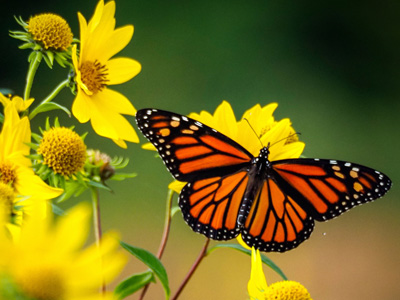 A unique and educational butterfly experience near Nashville, Franklin, and Murfreesboro, TN. Butterfly Festival and Release Experience