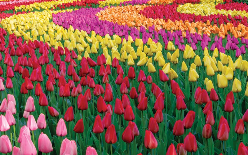 Tennessee Tulip Festival is the largest tulip display and you-pick tulip farm in the Southeastern United States! | Murfreesboro, Franklin and Nashville, TN