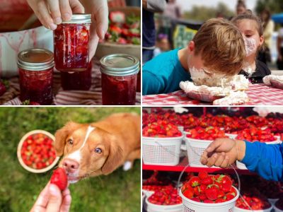 Experience sweet summertime fun at the Strawberry Jam Festival with shopping, entertainment, and more. Located in middle Tennessee. Tennessee Strawberry Jam Festival