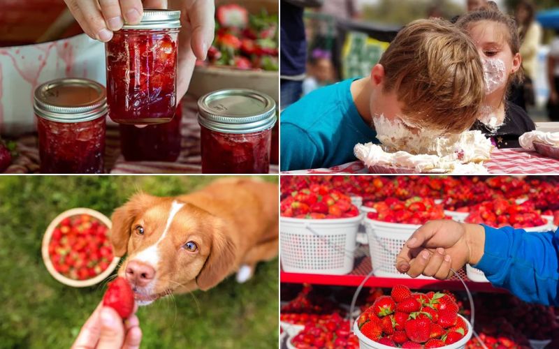 Strawberry | Murfreesboro, Franklin and Nashville, TN