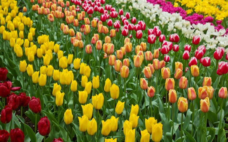 Lucky Ladd Farms in middle Tennessee, is the largest pick-your-own tulip flower farm and display garden in the Southeastern United States! | Murfreesboro, Franklin and Nashville, TN