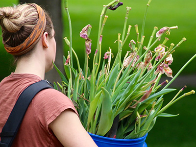 Tulip Bulb Dig Days