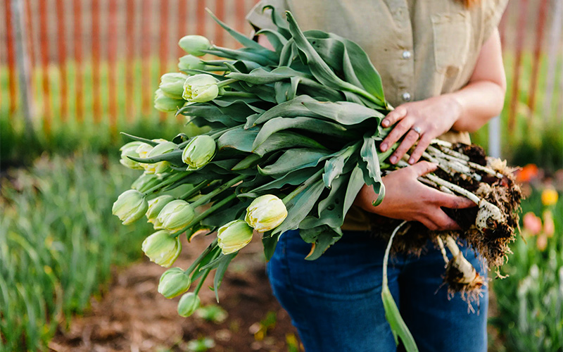 Tulip Bulb Dig Days - Tennessee Tulip Festival | Murfreesboro, Franklin and Nashville, TN