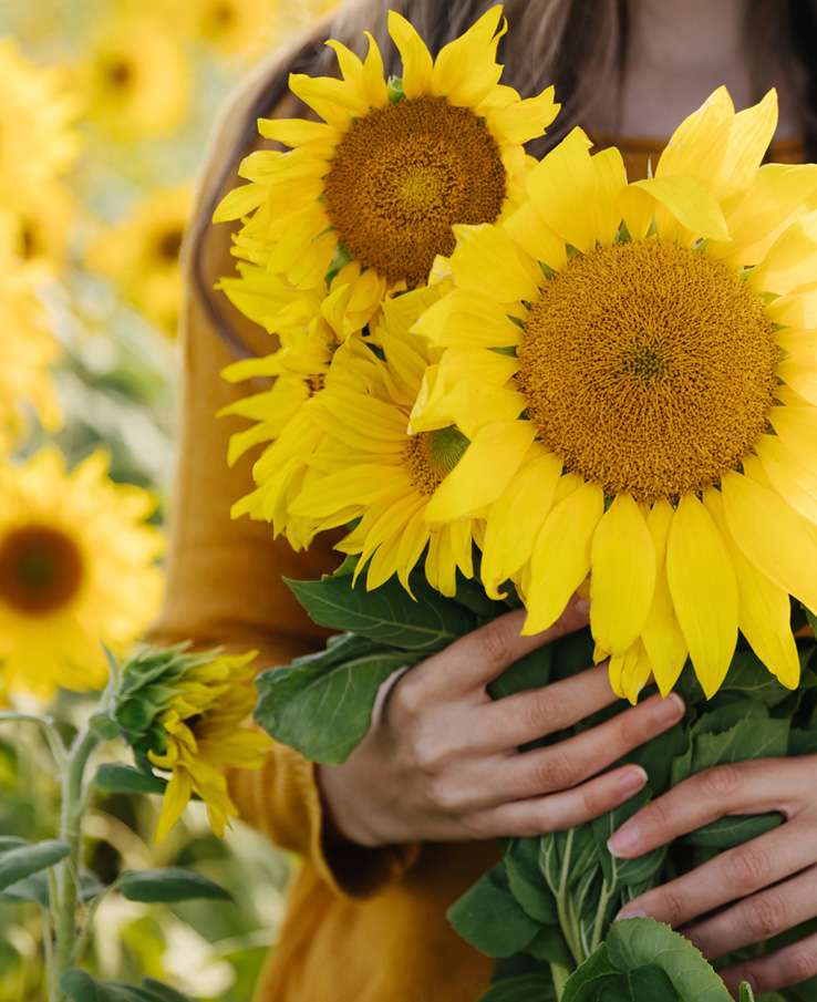 Pick Sunflowers near Franklin, TN