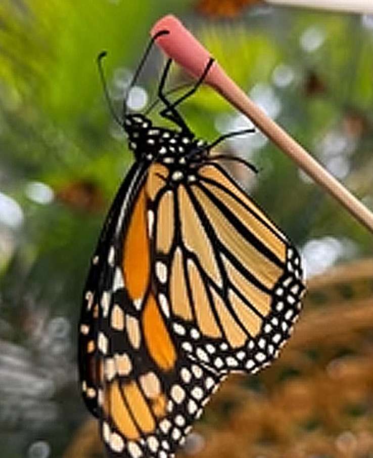 Tennessee's Best Butterfly Encounter located outside of Murfreesboro, TN