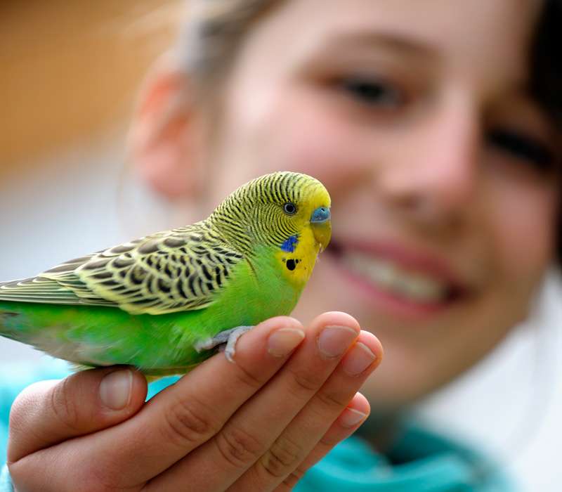 Adventure Aviary - Parakeet Feeding Experience.