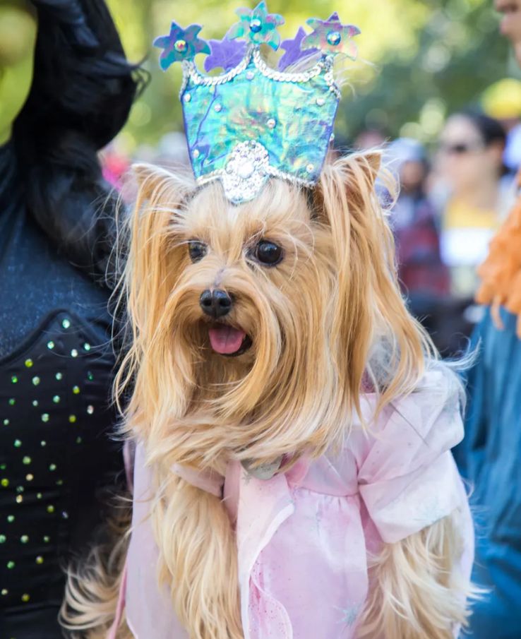 The Strawberry Jam Festival is dog friendly, so bring your canine companion for a fun day out near Franklin, TN