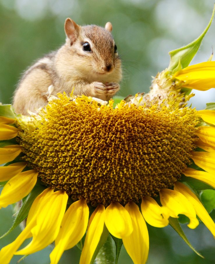 Wildlife photography (naturescapes) captured for the Tennessee Sunflower Festival photo contest near Nashville, TN