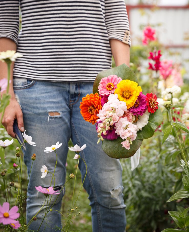 Flower picking offered during Sunflower Festival near Murfreesboro, TN
