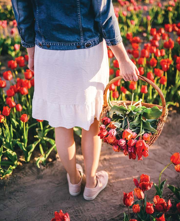 Pick Tulips near Nashville, TN