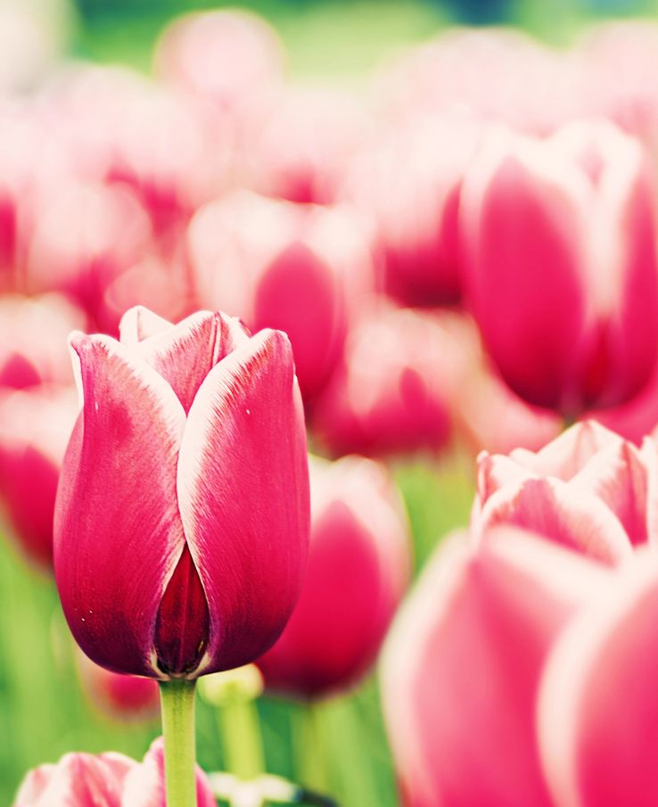 Tennessee Tulip Festival near Nashville, TN, offers photographer friendly location to capture stunning photos for amateurs and professionals alike. Be sure to enter the Tulip Photography contest.
