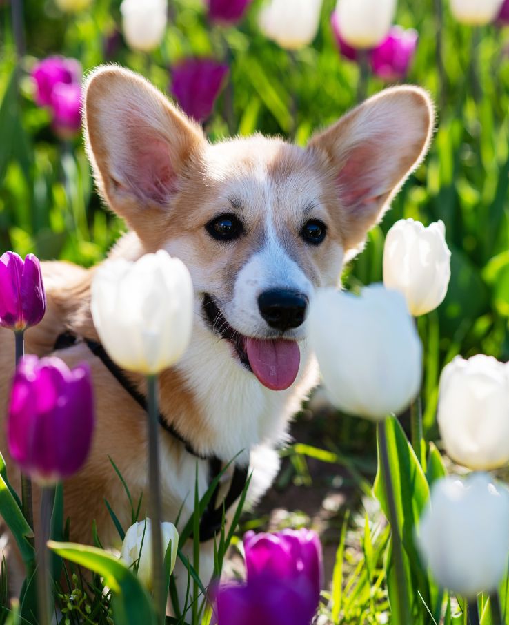 Bring Fido along for the fun, the TN Tulip Festival is a dog friendly event that helps raise money for local animal shelters near Franklin, TN