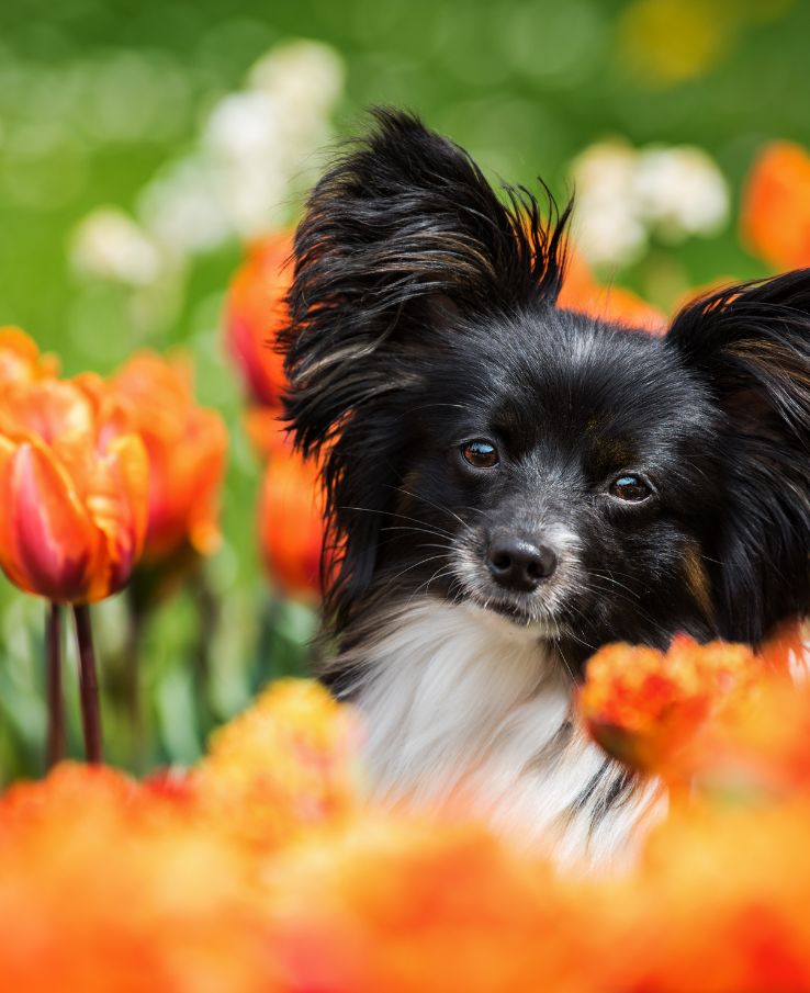 Tennessee Tulip Festival near Murfreesboro, TN, offers dog friendly experience and perfect photo ops for your four legged friends