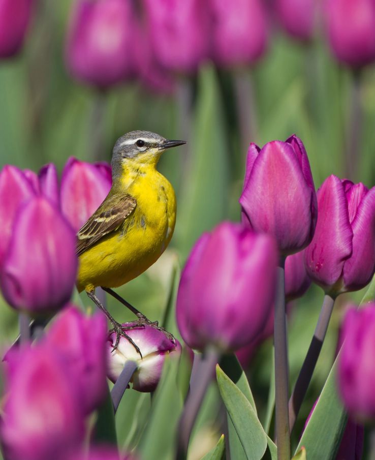 Wildlife photography (naturescapes) captured for the Tennessee Tulip Festival photo contest near Nashville, TN